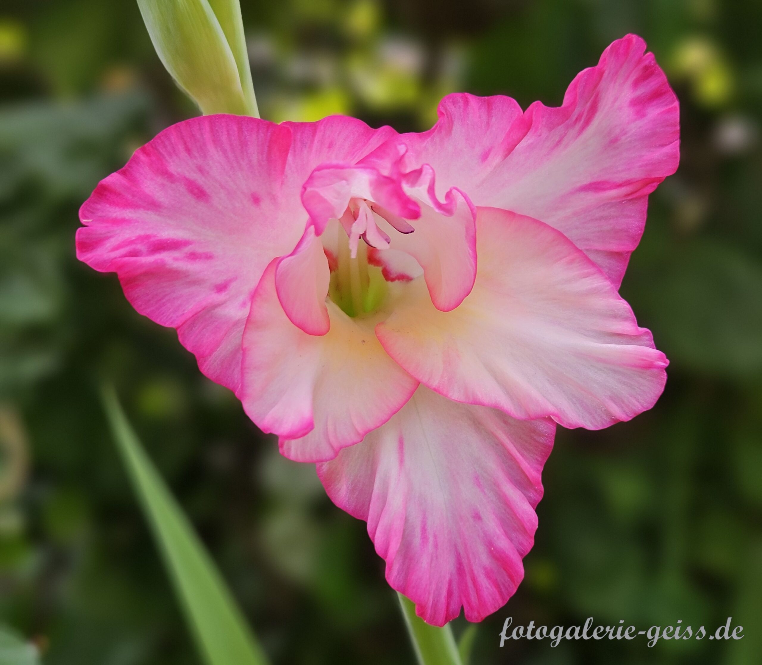 Garten-Gladiole