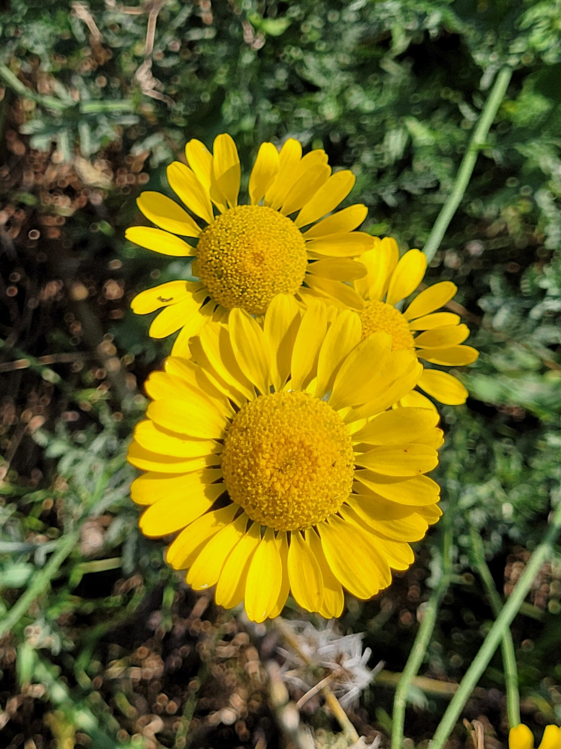Gelbe Blüten am Wegesrand in den Weinbergen von Kostheim