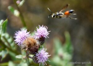 Gemeine Sandwespe im Anflug auf Distelblüten