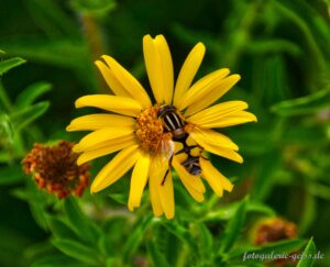 Gemeine Stiftschwebfliege auf gelber Blüte vom Ochsenauge