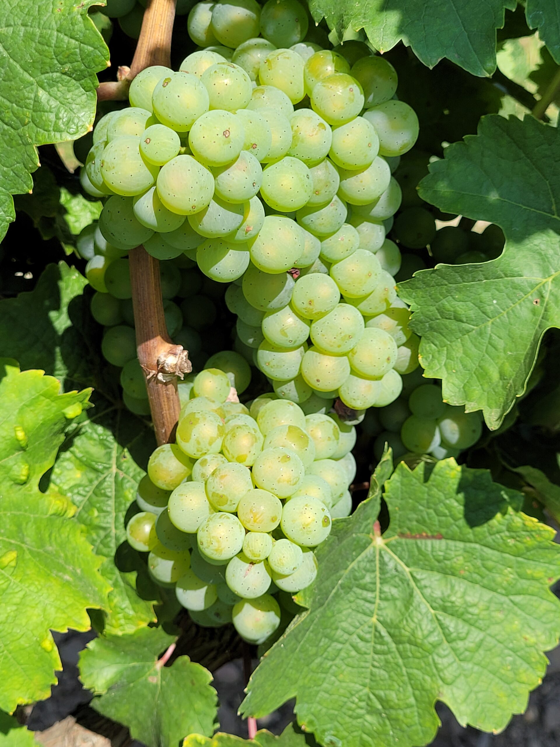 Grüne Trauben am Weinstock
