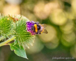 Hummel auf Distelblüten