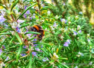 Hummel auf Rosmarin-Blüten