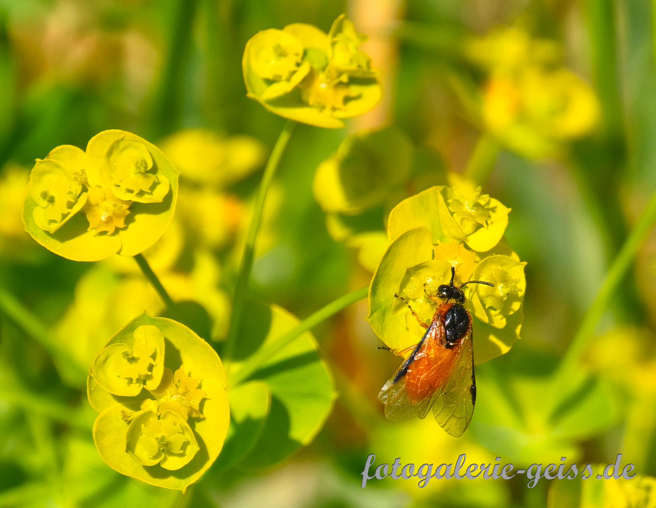 Insekt auf gelben Blüten der Wolfsmilch