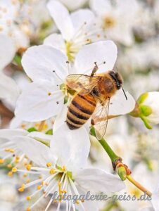 Kleine Biene auf Blüte des Mandelbaum