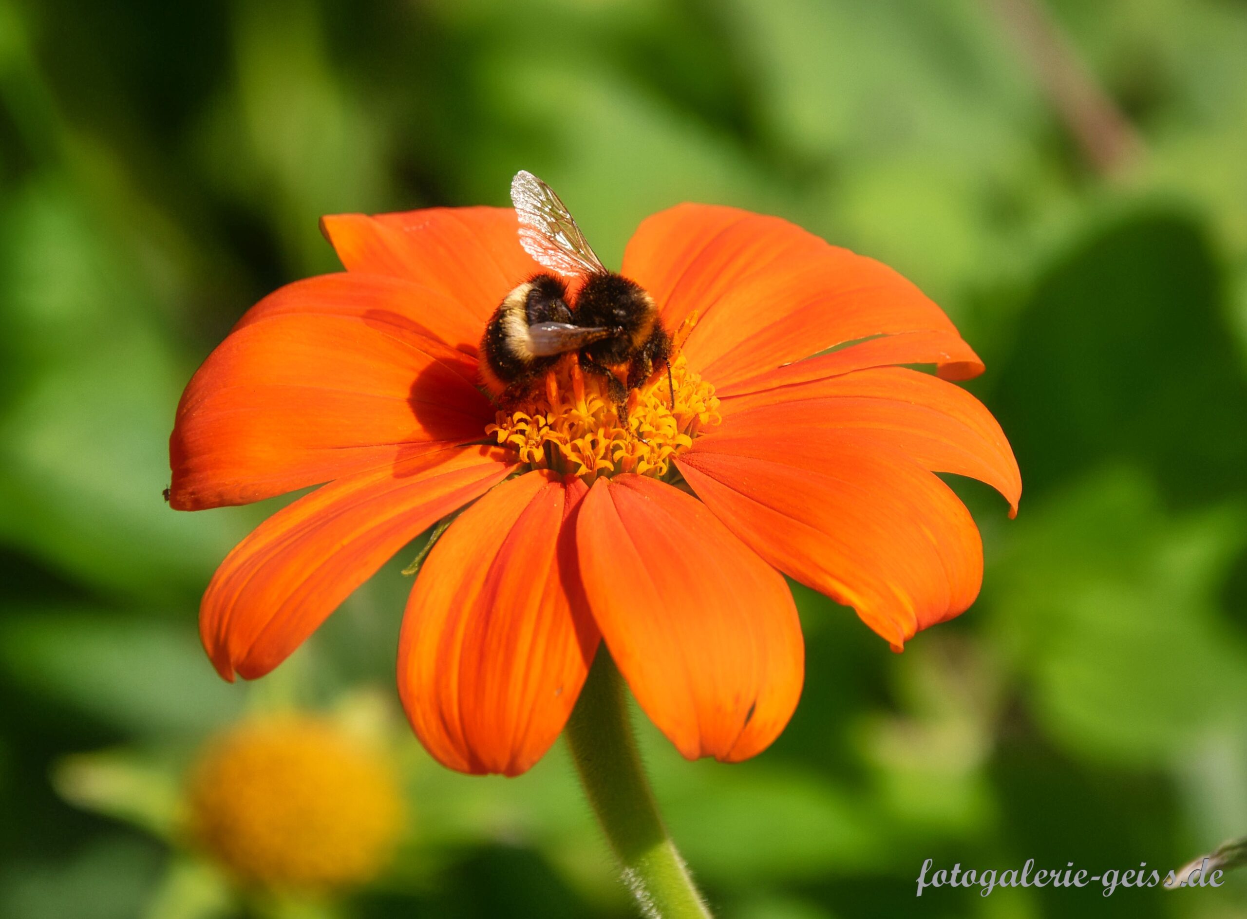 Kleine Hummel auf Mex. Sonnenblume im Palmengarten I