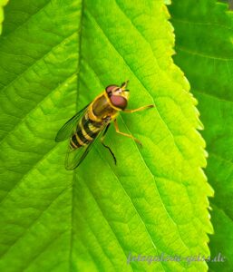 Kleine Schwebfliege auf einem Kirschblatt