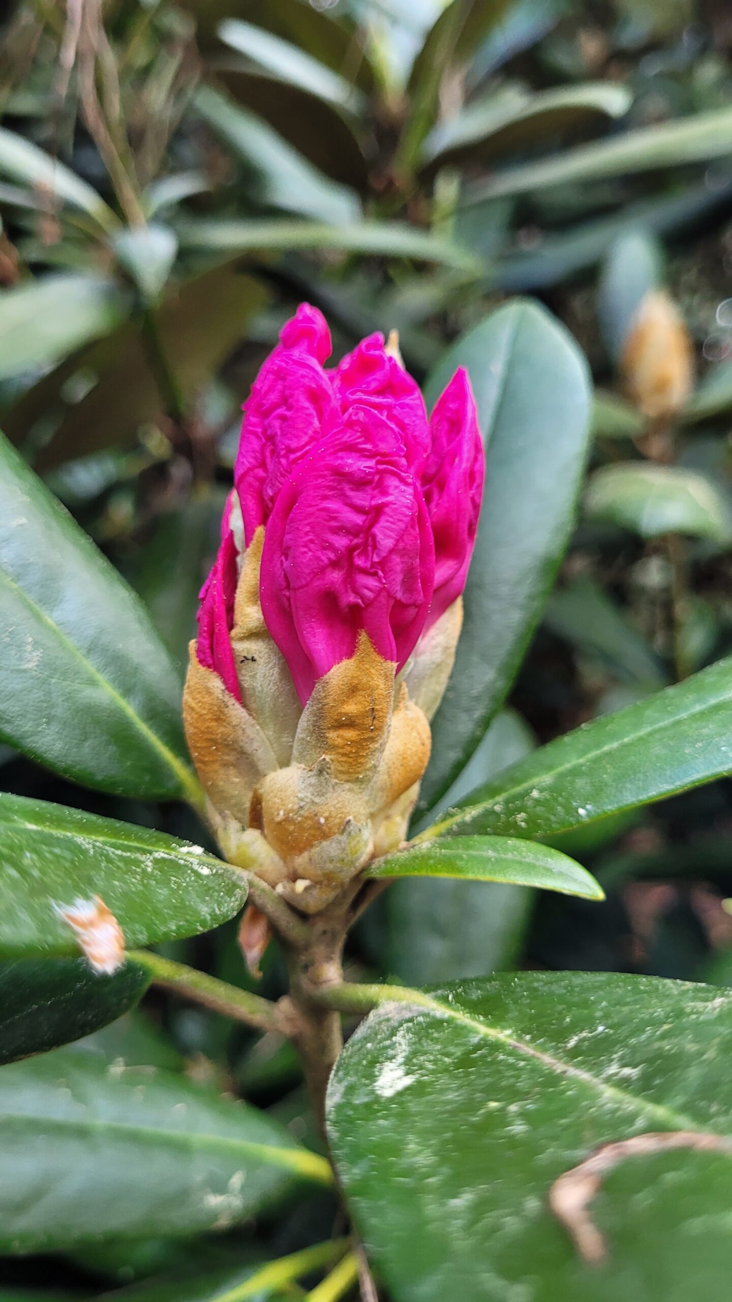 Lila Rhododendron-Blüte