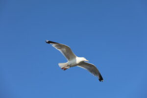 Möwe über dem Strand vom Ostseebad Kühlungsborn