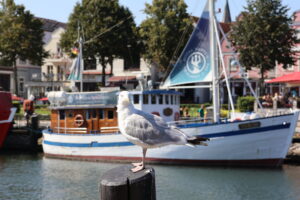 Möwe vor einem Fischkutter im Alten Stron - Warnemündung