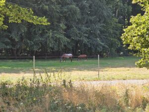 Pferde im Umland um Kühlungsborn