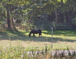 Pferde im Umland um Kühlungsborn I