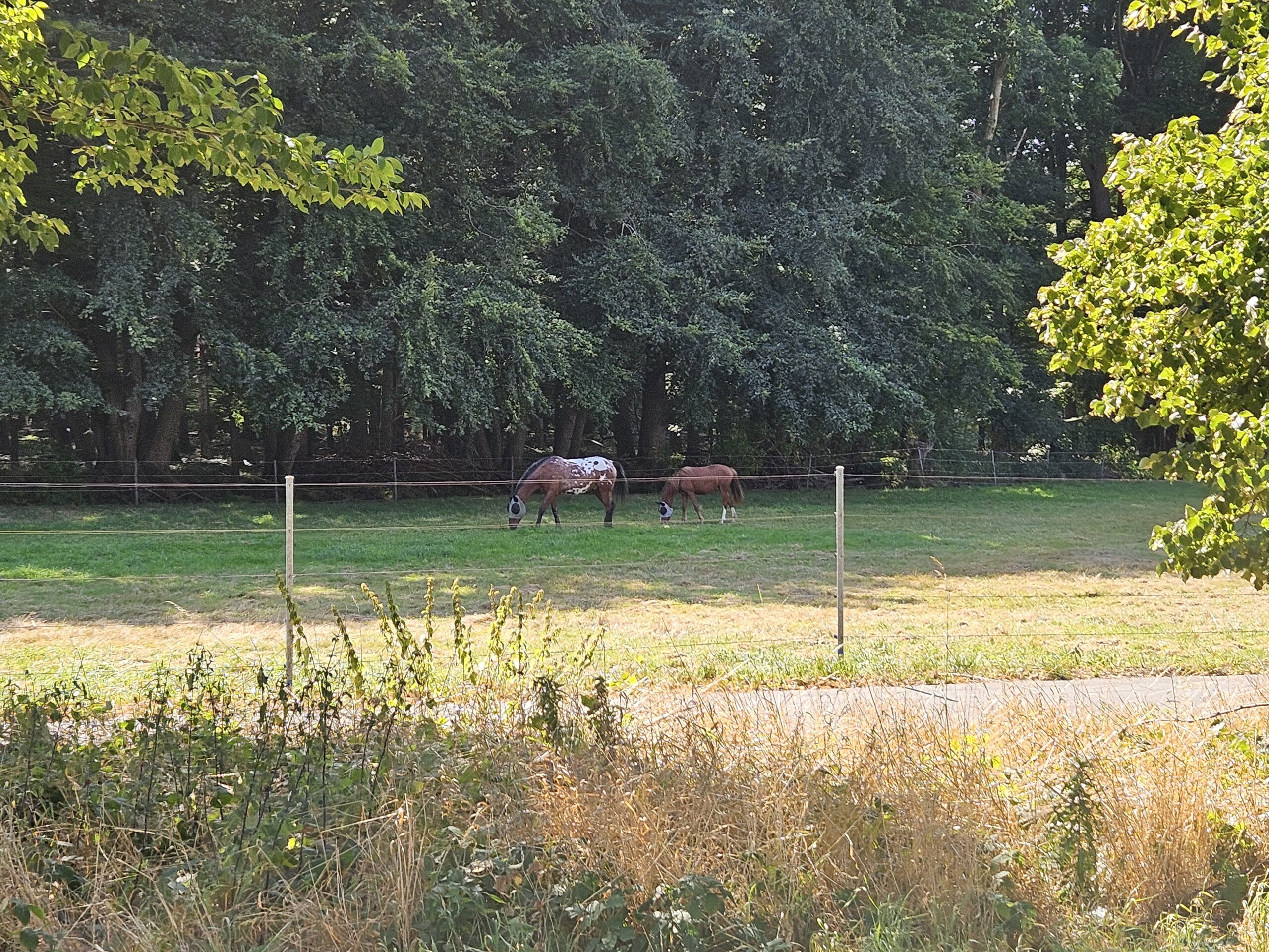 Pferde im Umland um Kühlungsborn