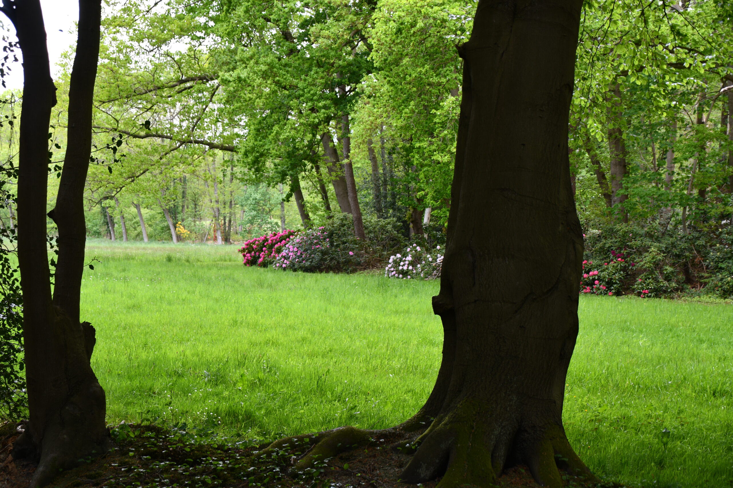 Rhododendron am Waldrand
