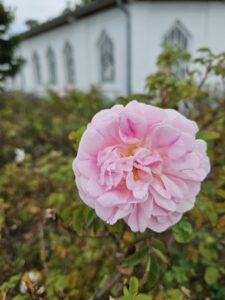 Rosa Rosenblüte - Ostseebad Kühlungsborn