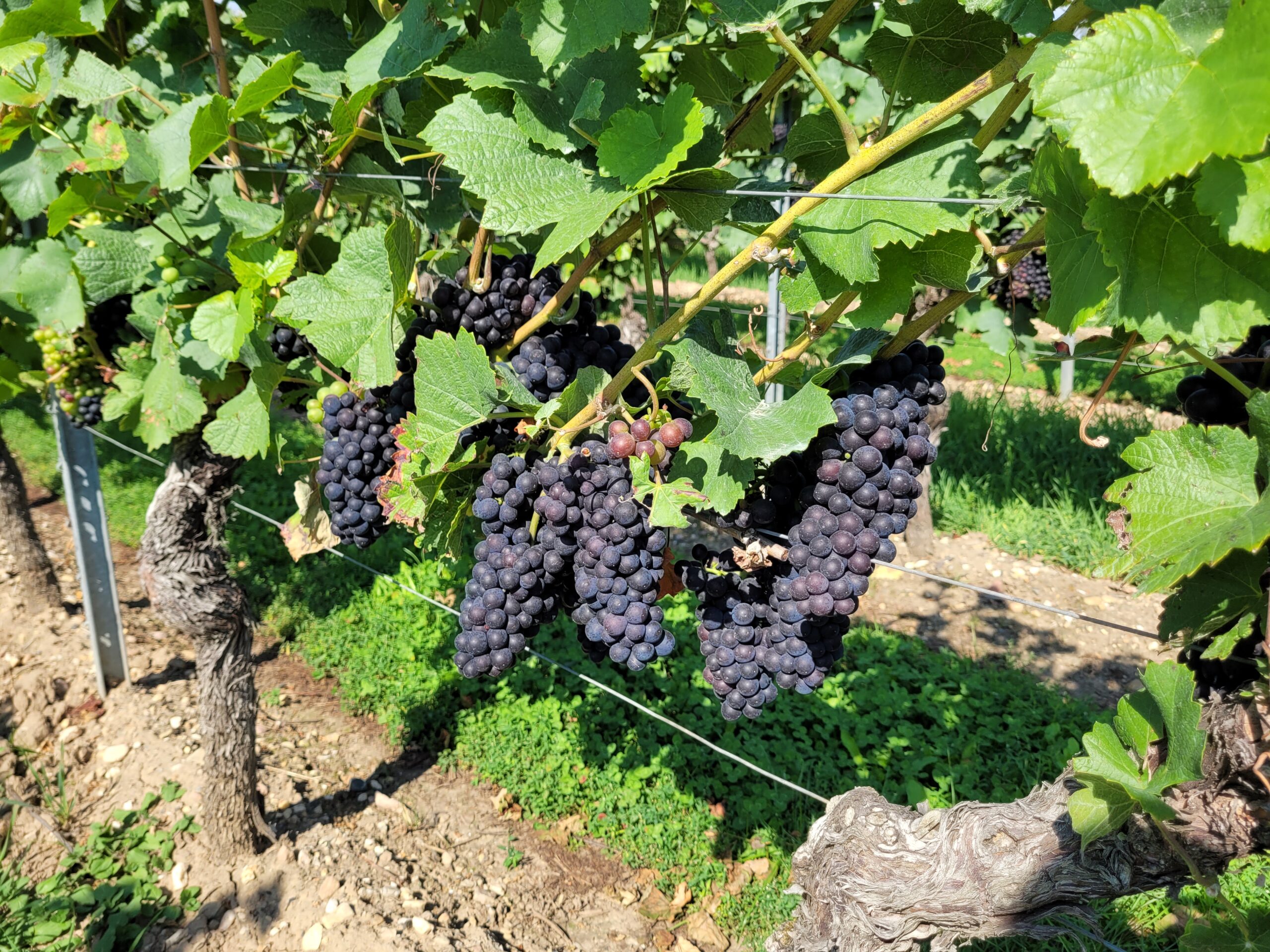 Rote Trauben am Weinstock