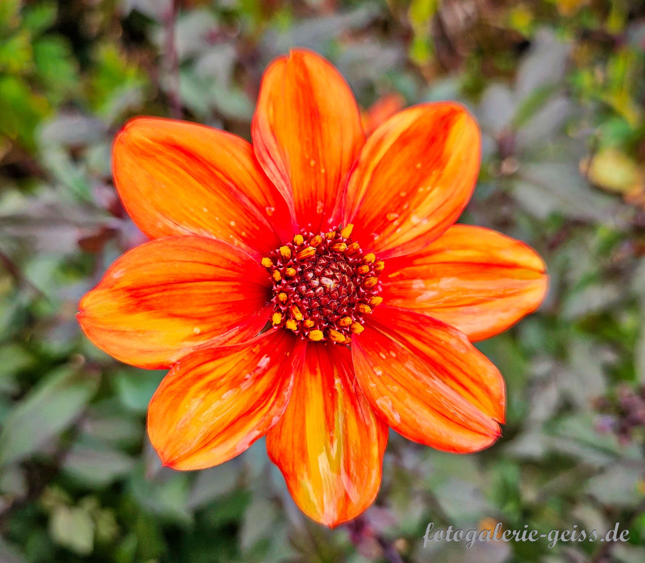 Scharlach-Dahlie im Park der Gärten bei Bad Zwischenahn