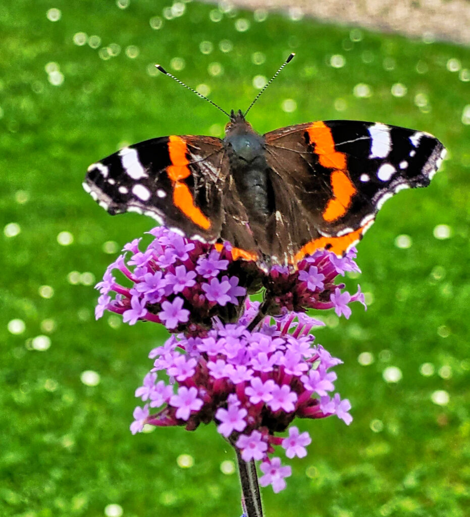 Schmetterling Admiral bei einem Spaziergang auf Blüten des argentinischen Eisenkraut