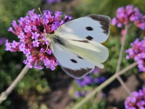 Schmetterling Weißling - Ostseebad Kühlungsborn