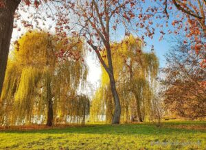 Schöne Trauerweiden auf der Maaraue Richtung Rhein fotografiert