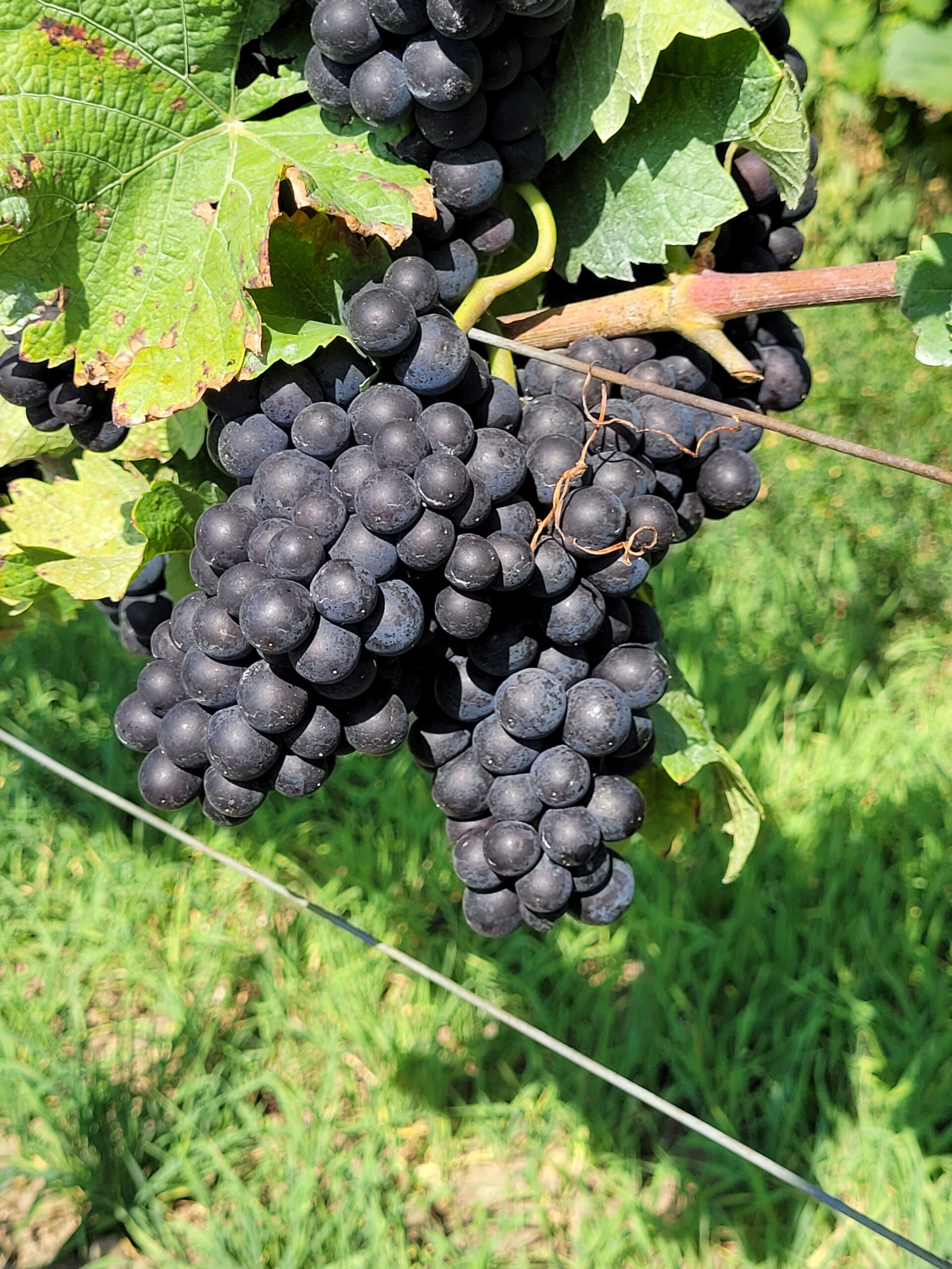 Schöne pralle Trauben am Weinstock