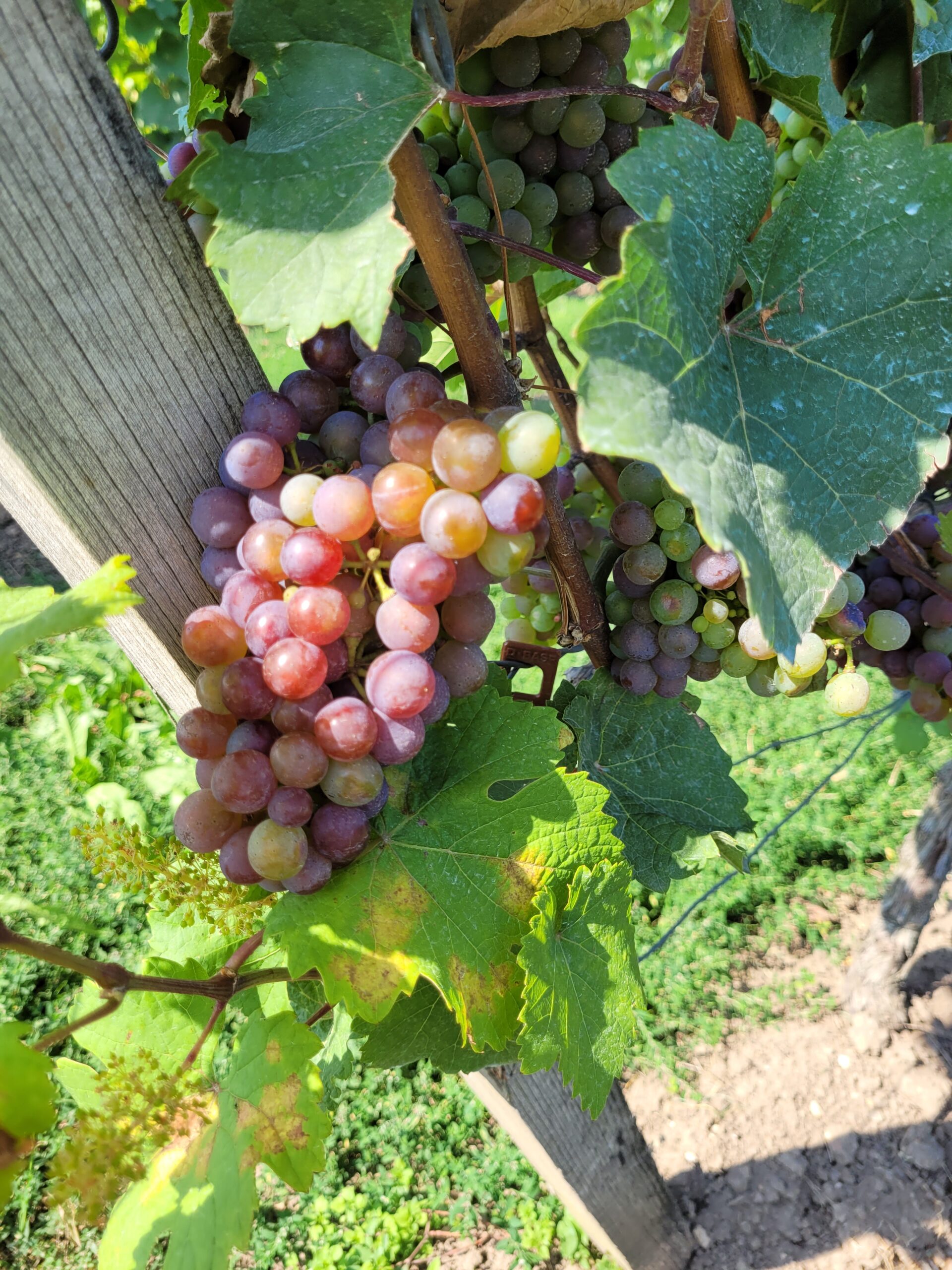 Schöne rosafarbene Reben