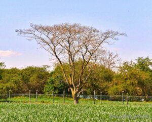 Schöner Baum auf einem Feld