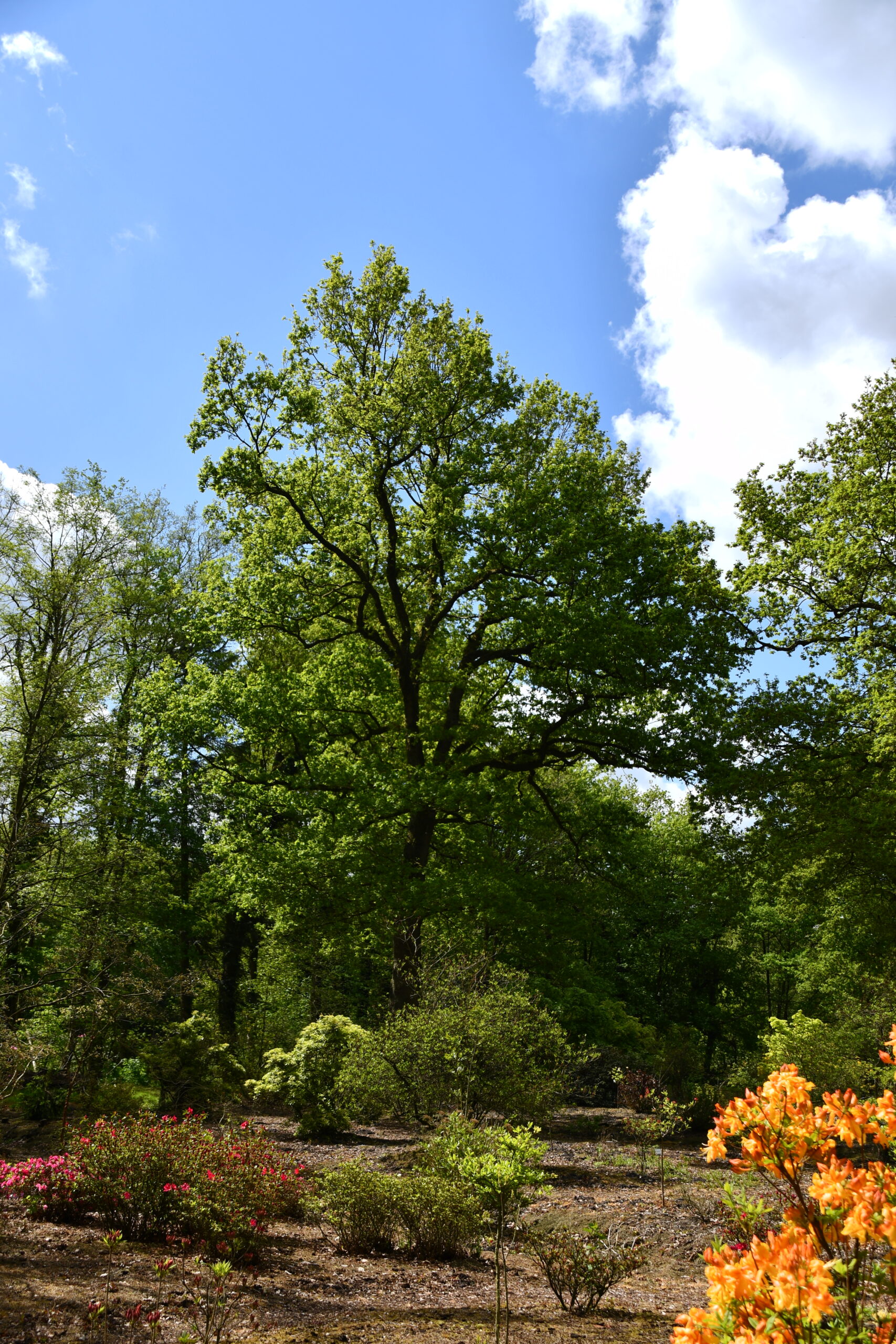 Schöner Baum im Rhododendronpark Hobbie