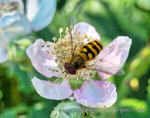 Schwebefliege auf Brombeerblüte