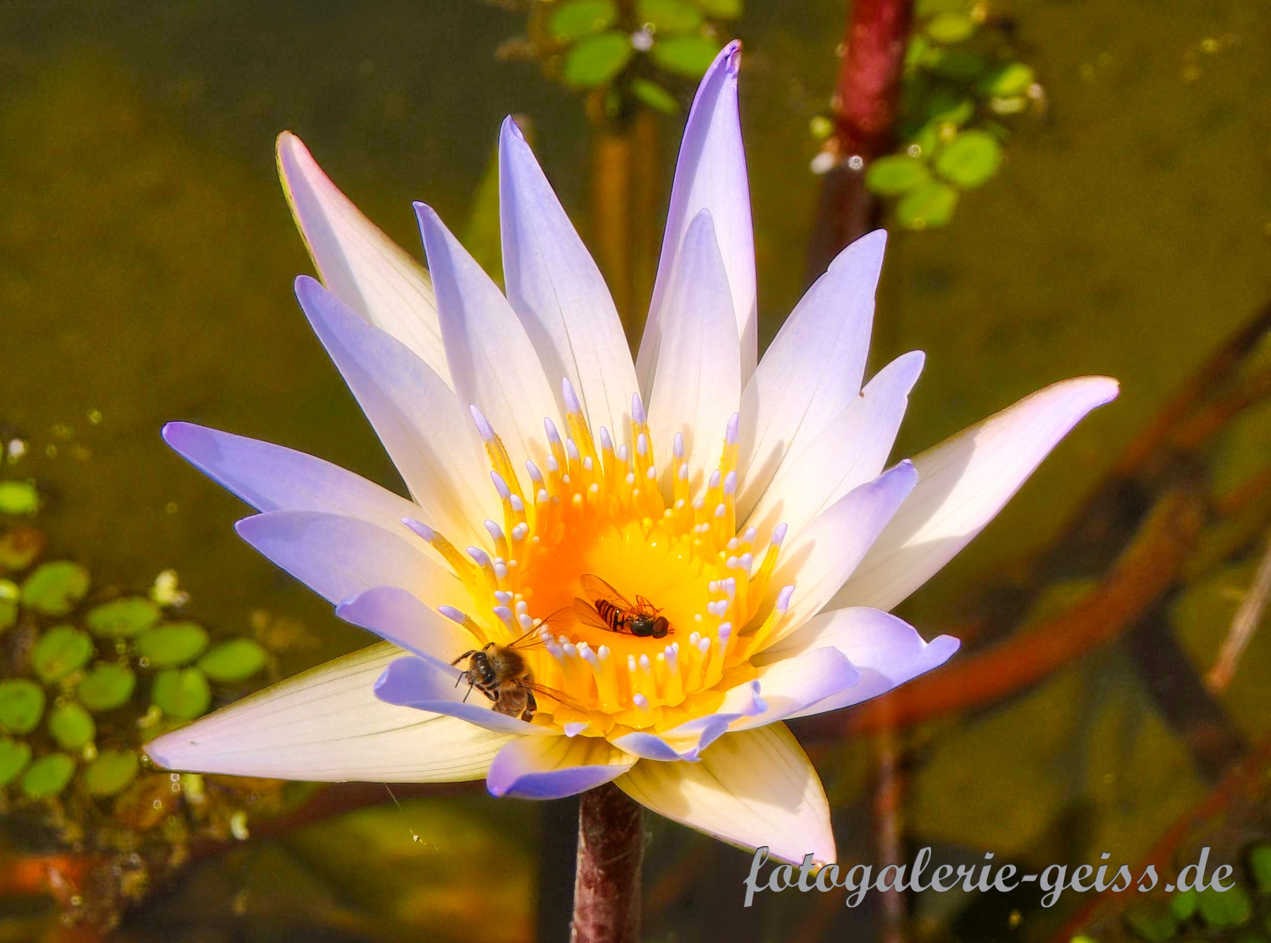 Seerose Palmengarten Frankfurt II