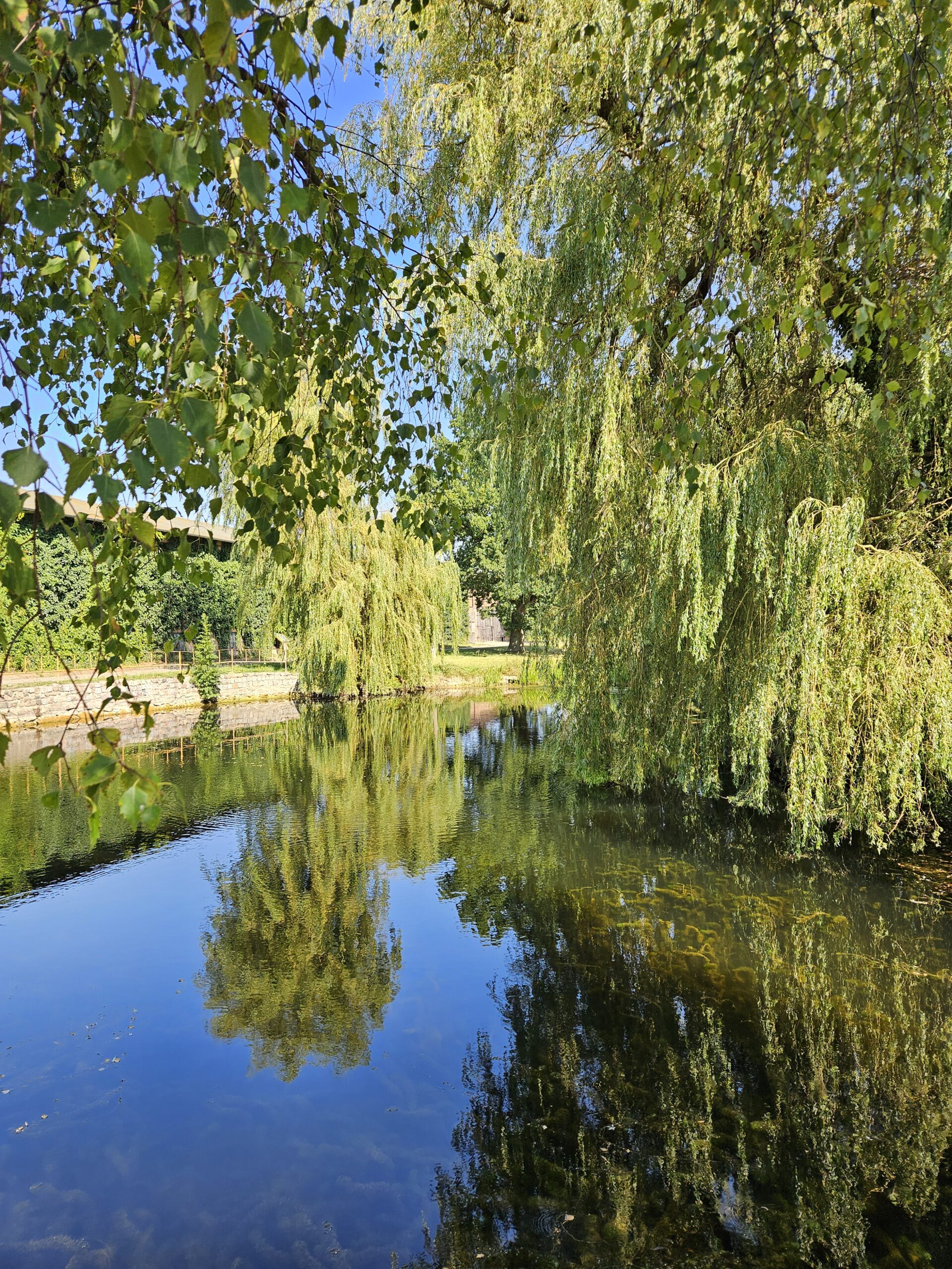 Teich am Gut Vorder Bollhagen
