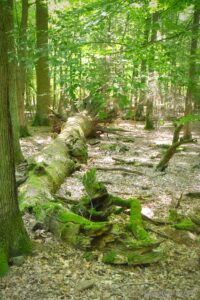 Umgestürzter Baum im Wald von Mönchbruch