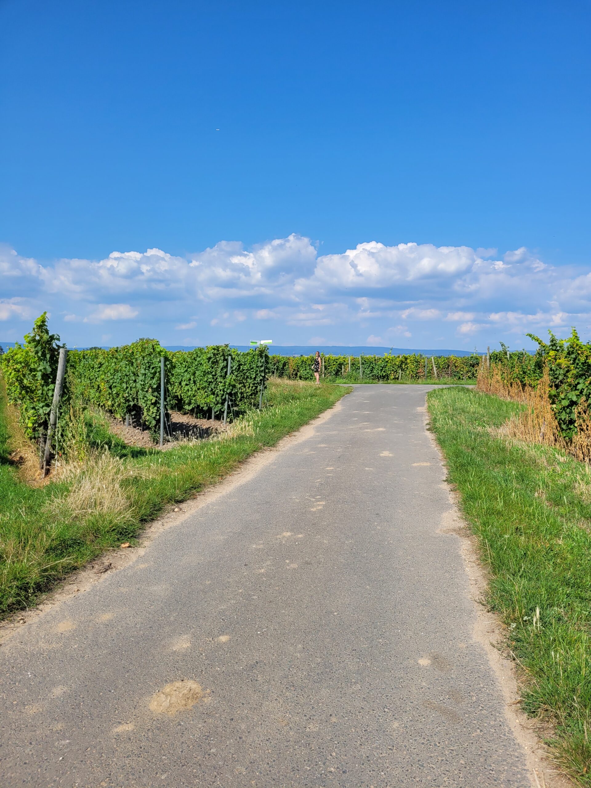 Weg durch die Kostheimer Weinberge