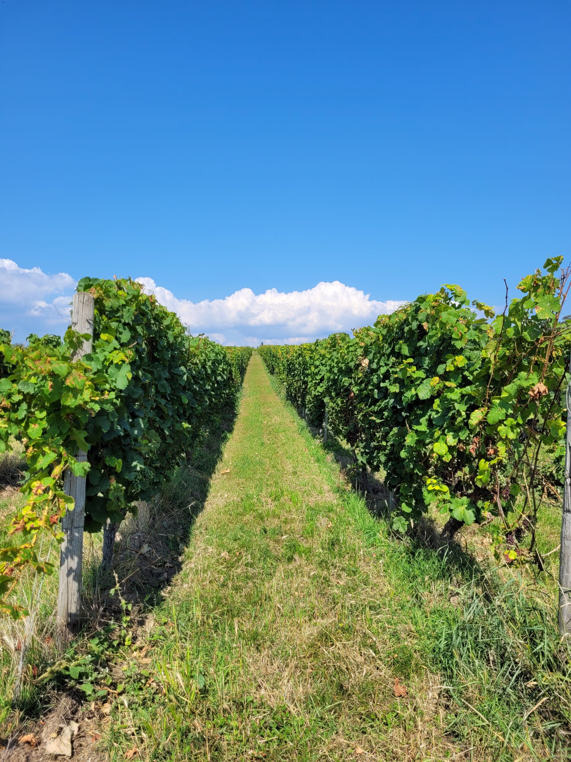 Weinbergsreihe zwischen Kostheim und Hochheim