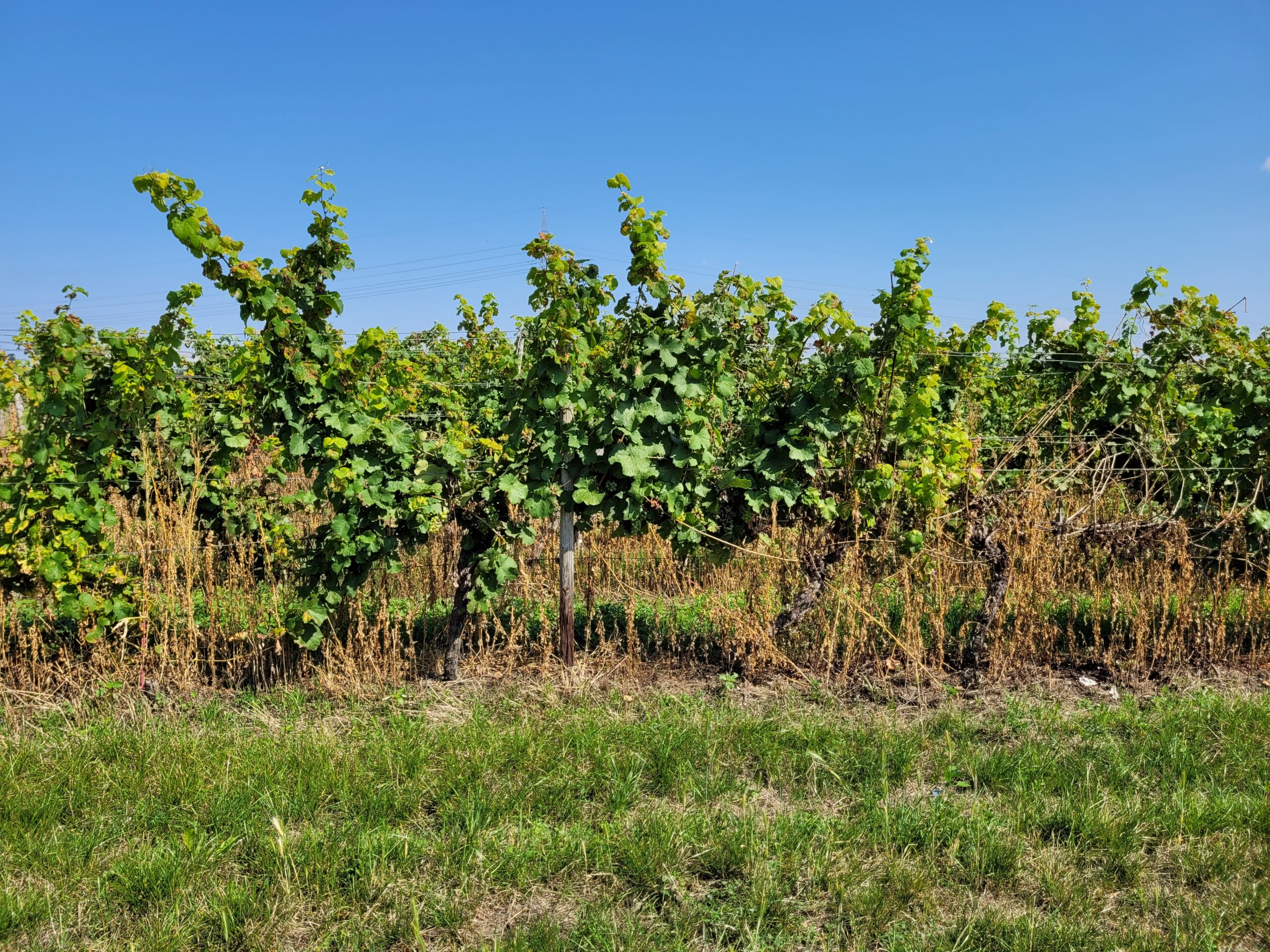 Weinstöcke in der Kostheimer Gemarkung