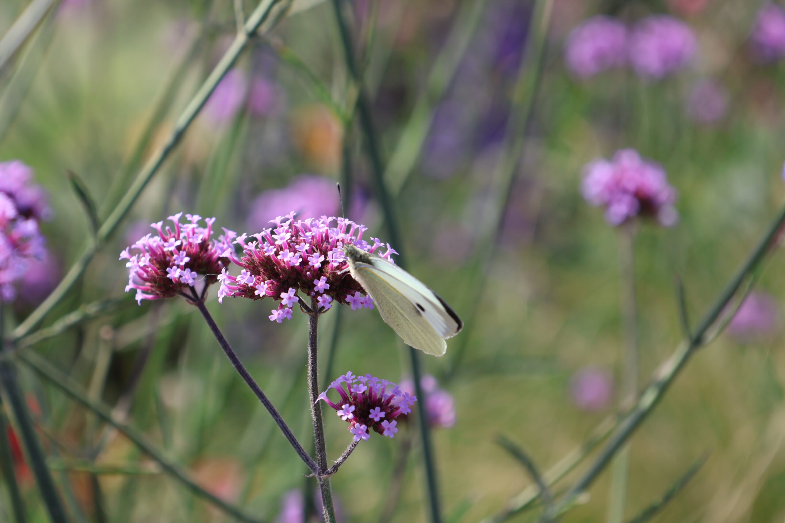 Weißling Schmetterling - Ostseebad Kühlungsborn