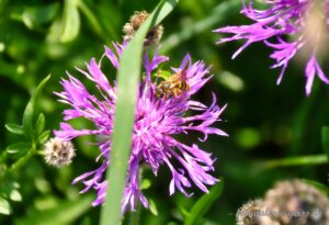 Wespe auf Wiesenflockenblüte