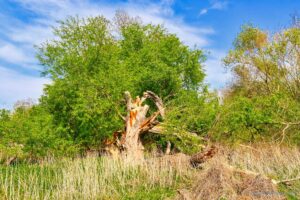 alter Baum auf der Mainspitze