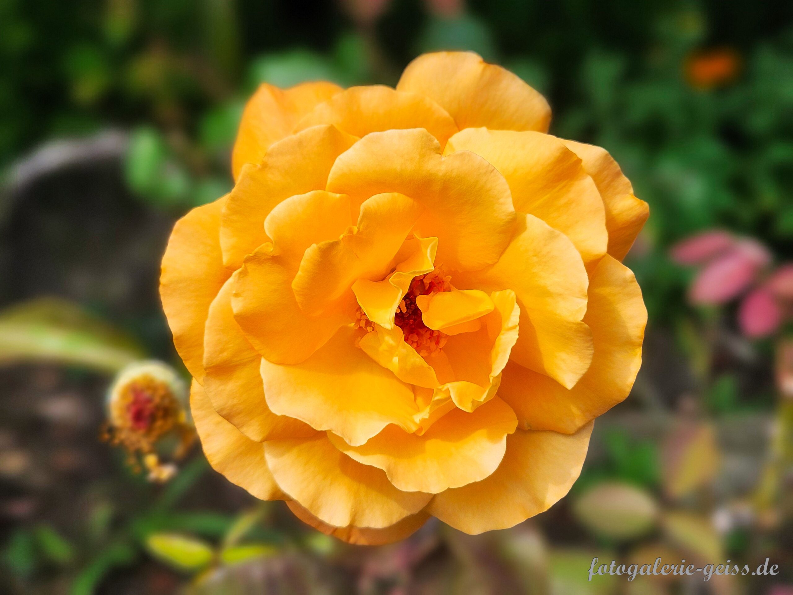 große gelbe Rosenblüte