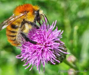 kleine Hummel auf einer Distelblüte