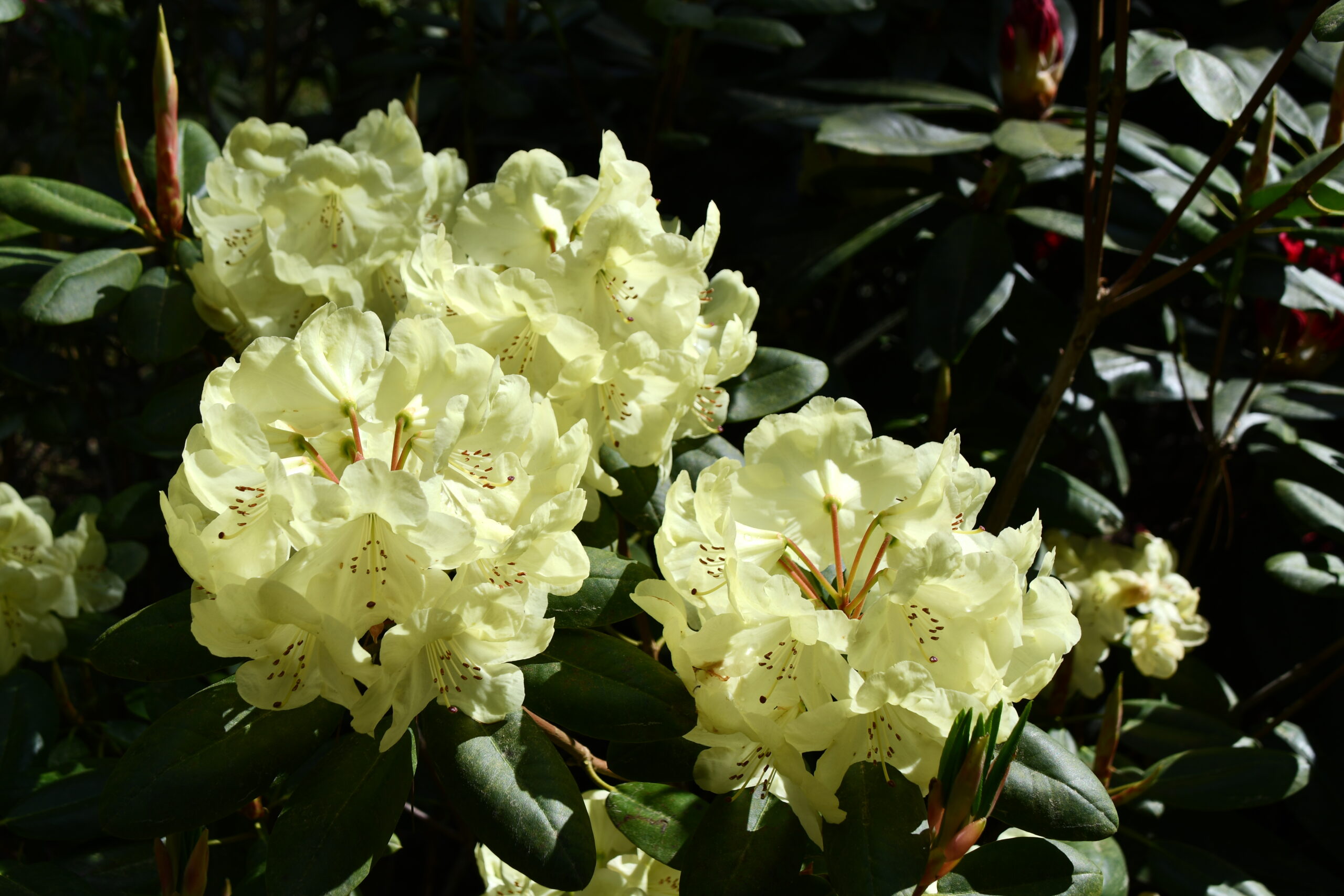 leicht gelbe Büten im Rhododendronpark Hobbie