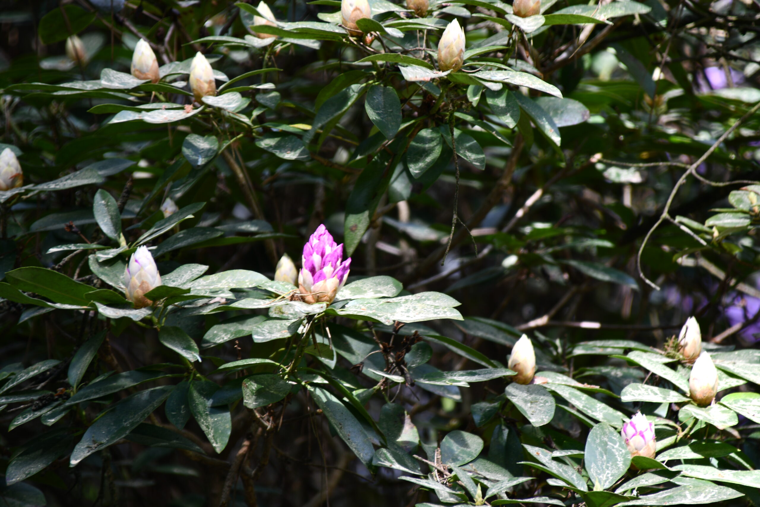 lilafarbene Rhododendron-Knospen im Rhododendronpark Hobbie
