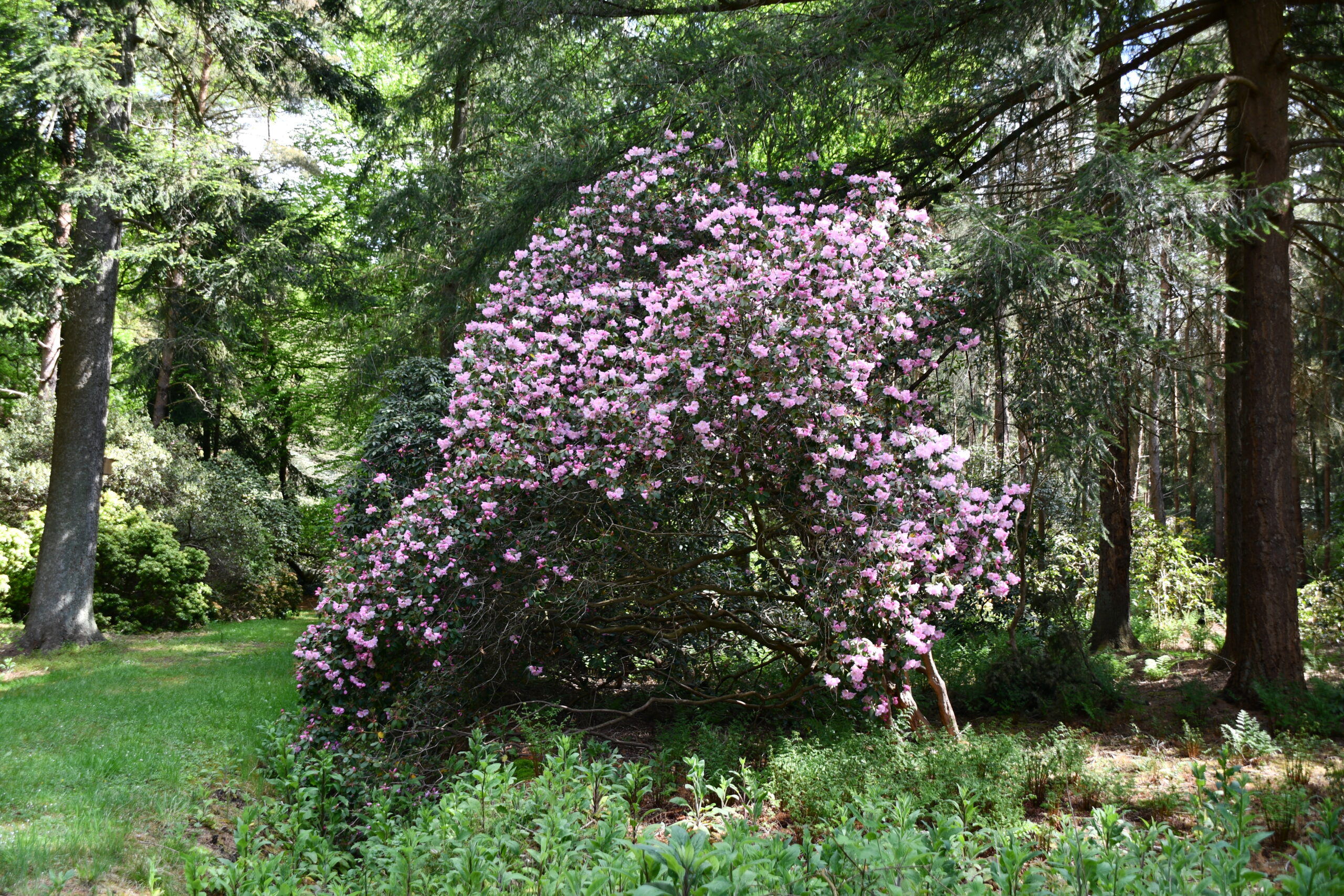 riesen großer rosafarbener Rhododendron-Strauch im Rhododendronpark Hobbie I