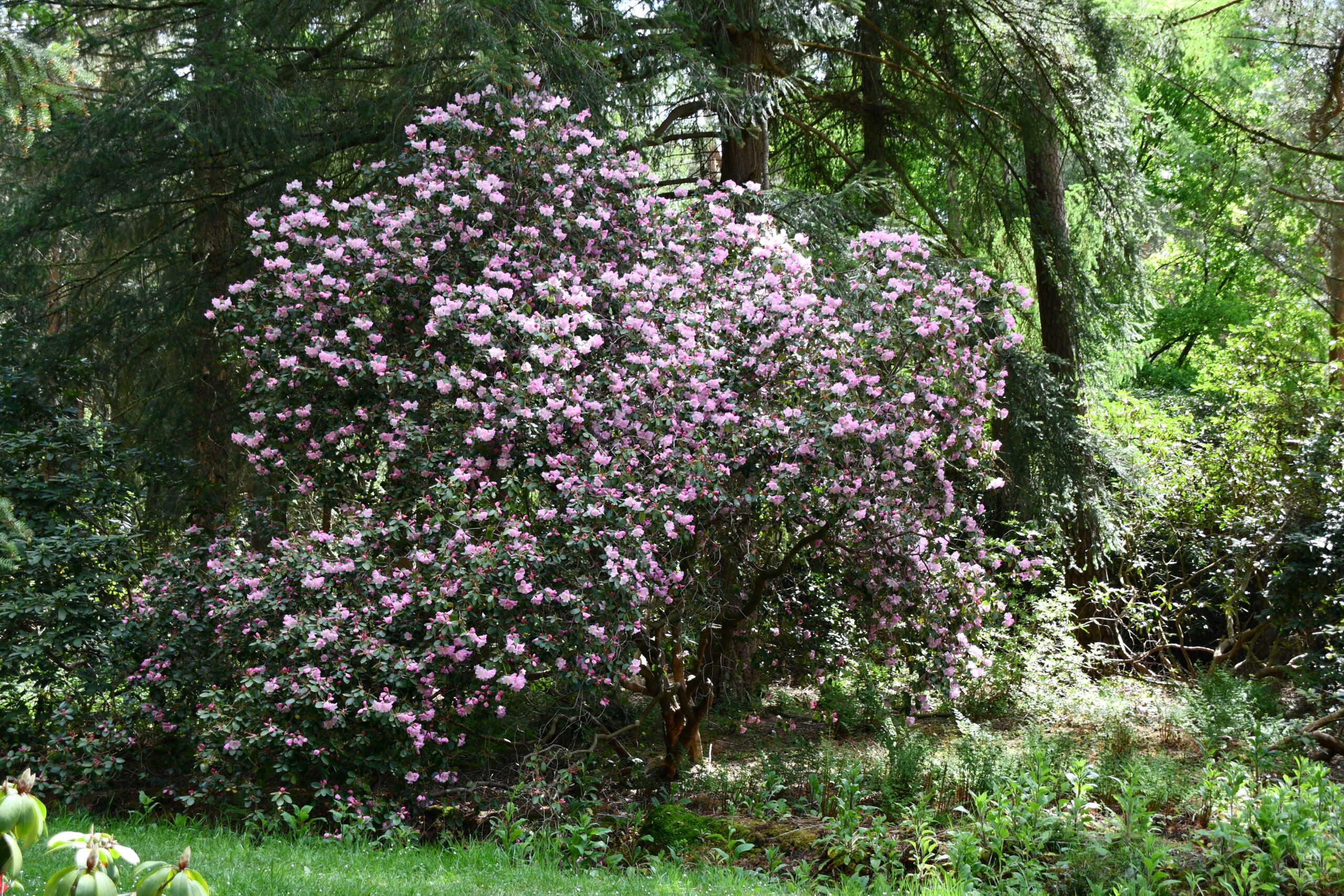 riesen großer rosafarbener Rhododendron-Strauch im Rhododendronpark Hobbie