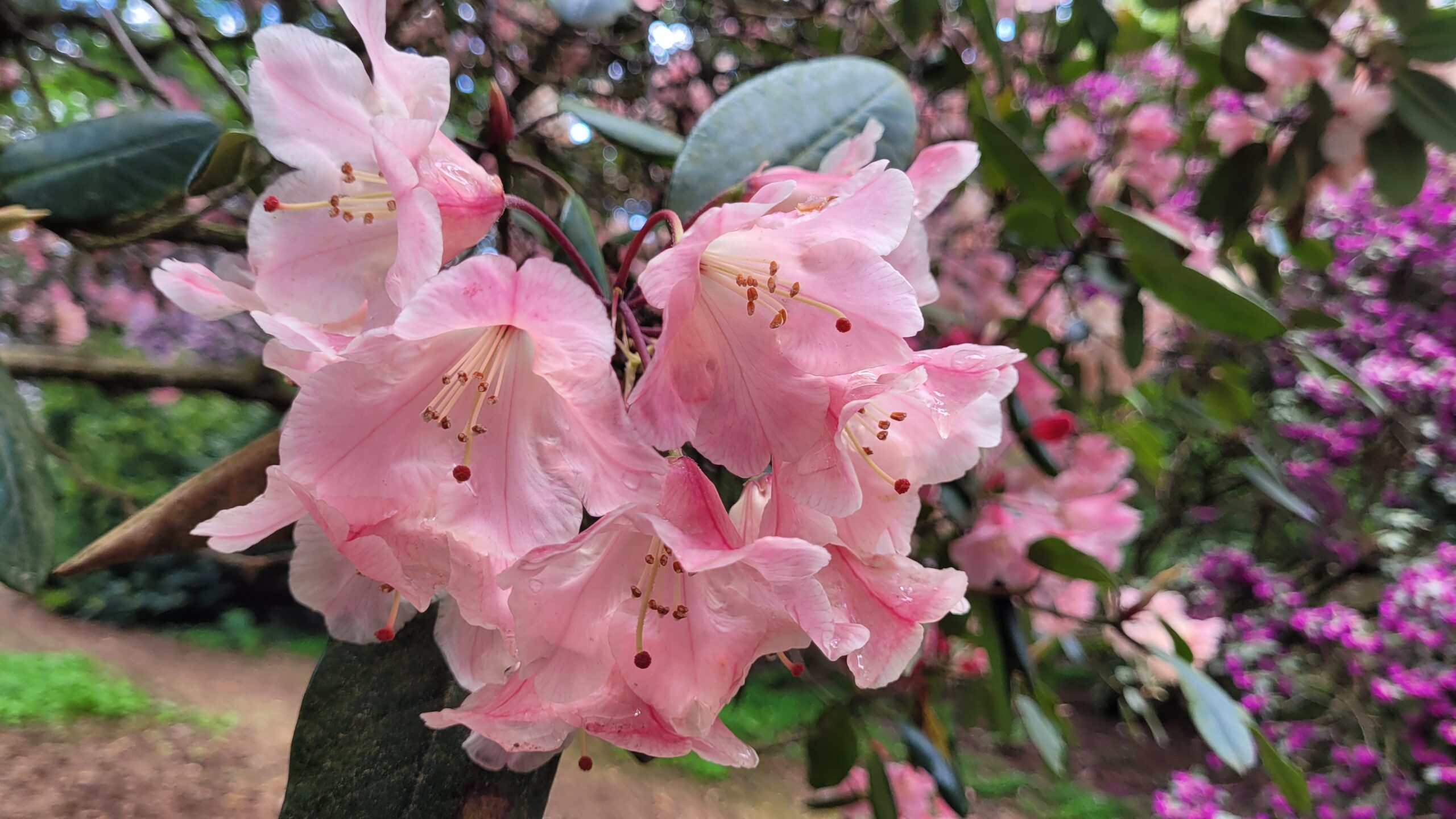 rosafarbene Rhododendronblüten