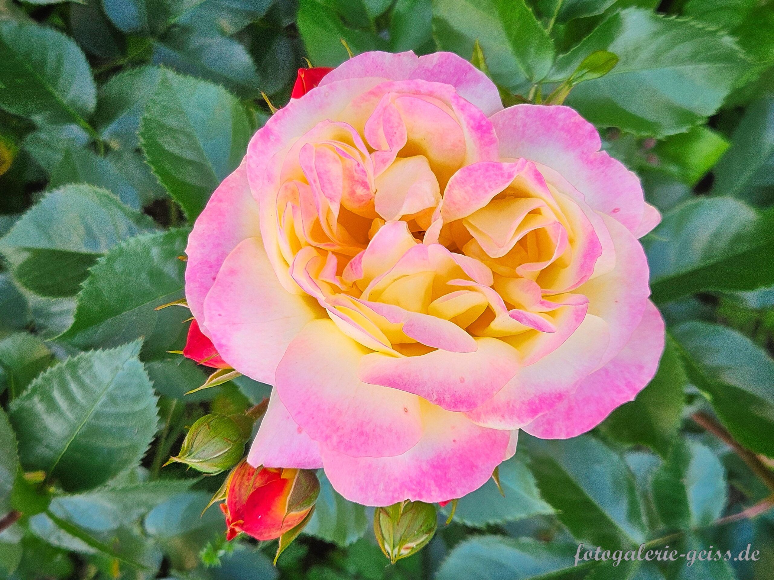 rosafarbene Rosenblüte