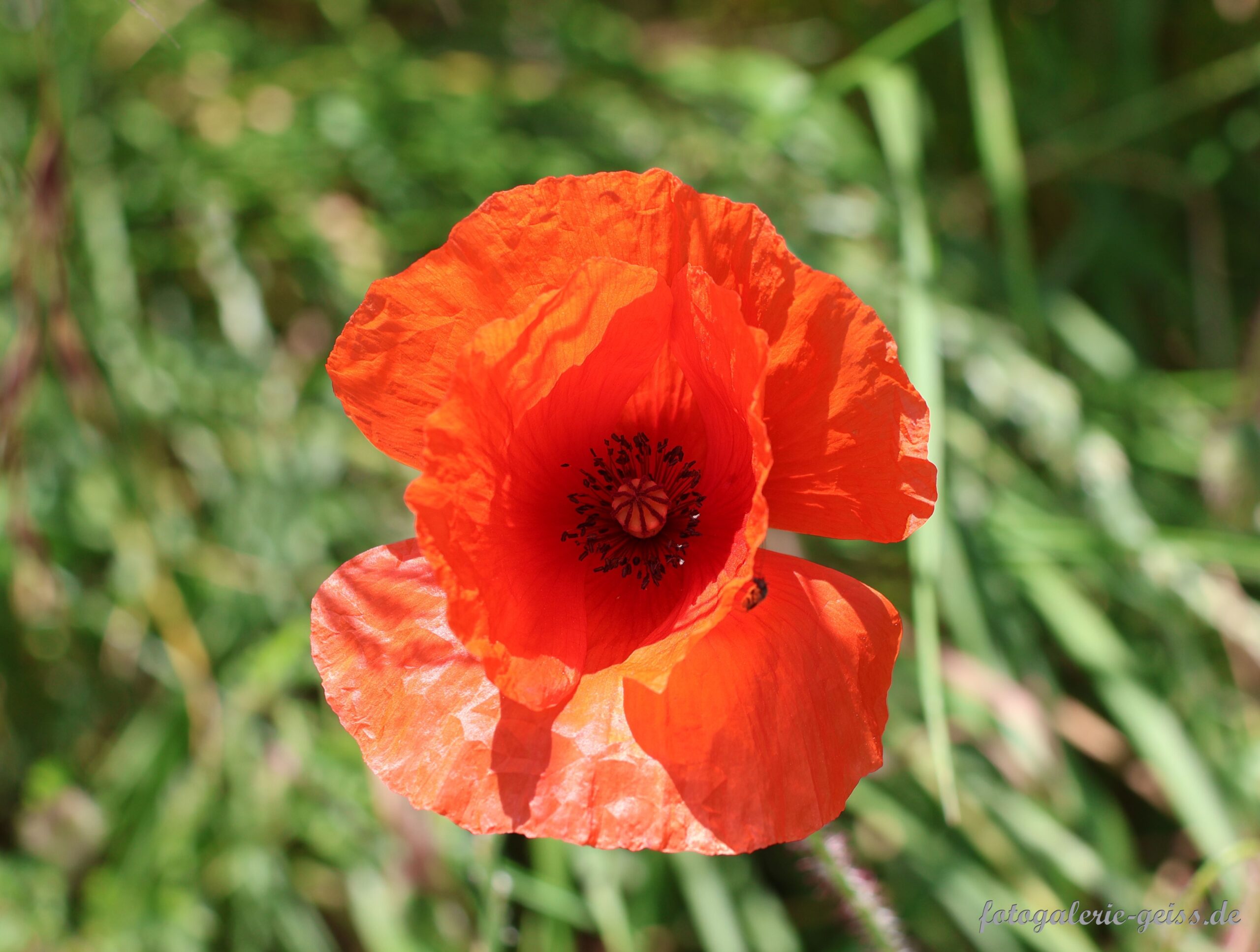rote Mohnblüte zwischen Kostheim und Hochheim in den Weinbergen