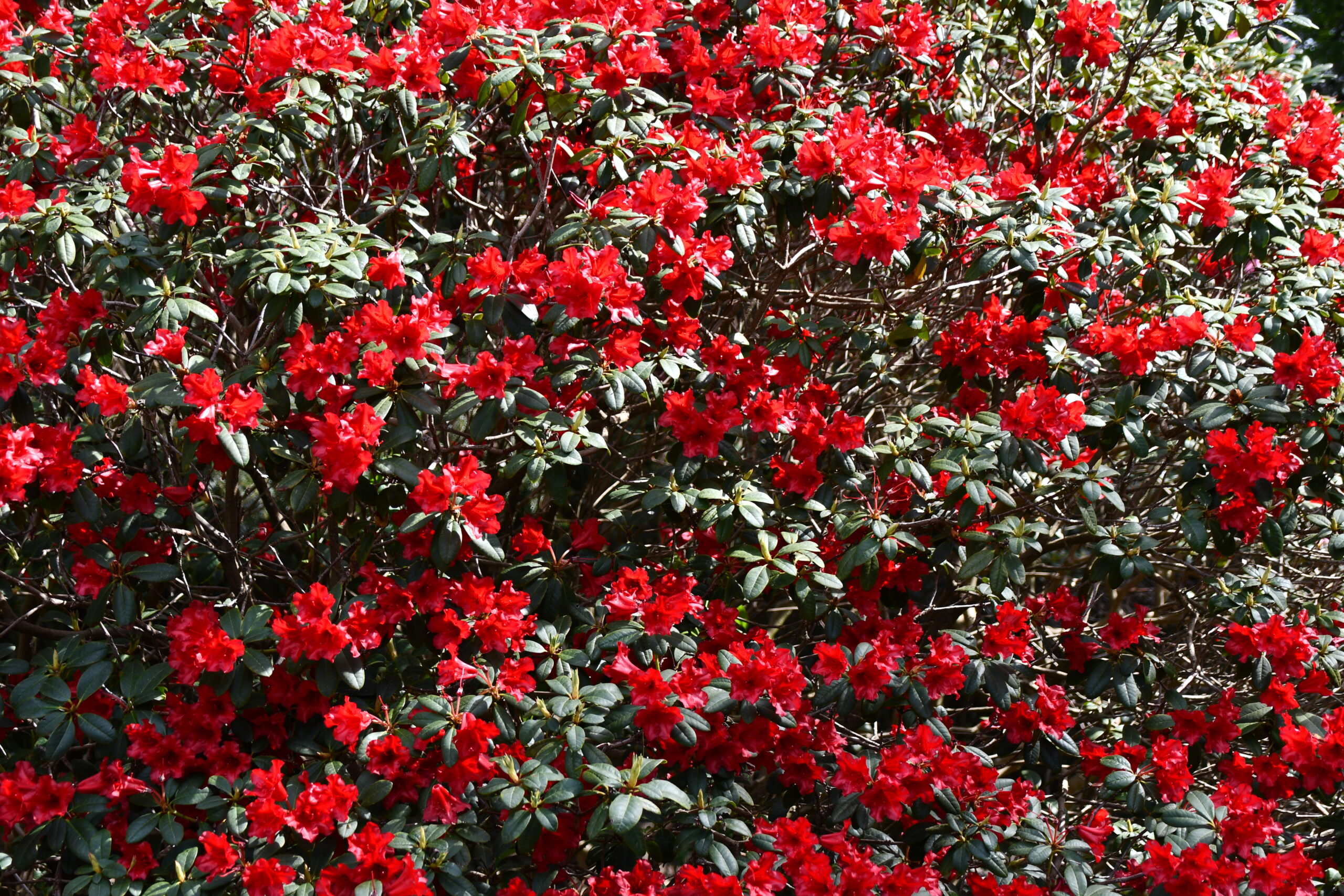 rote Rhododendron-Blüten im Rhododendronpark Hobbie