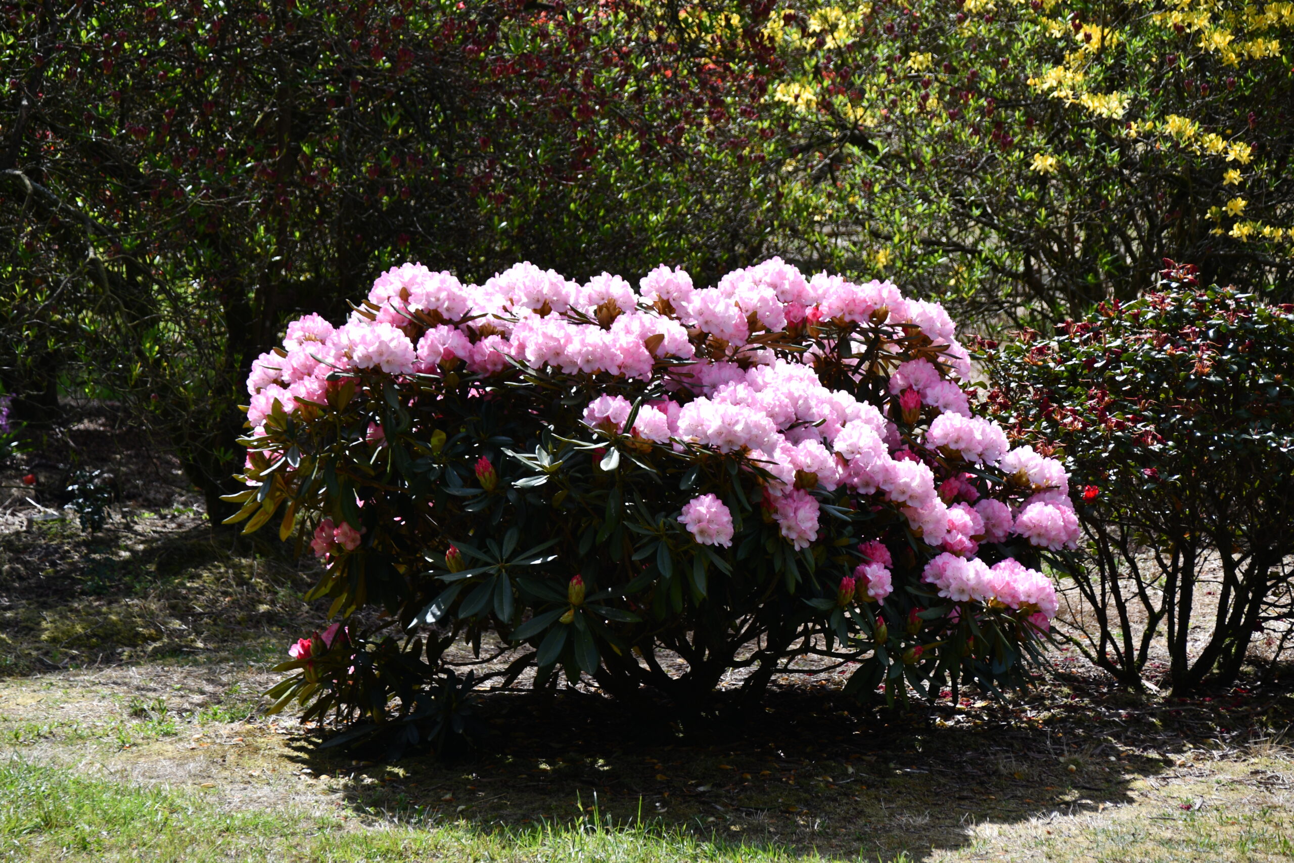 schöner rosafarbener Rhododendron-Strauch im Rhododendronpark Hobbie