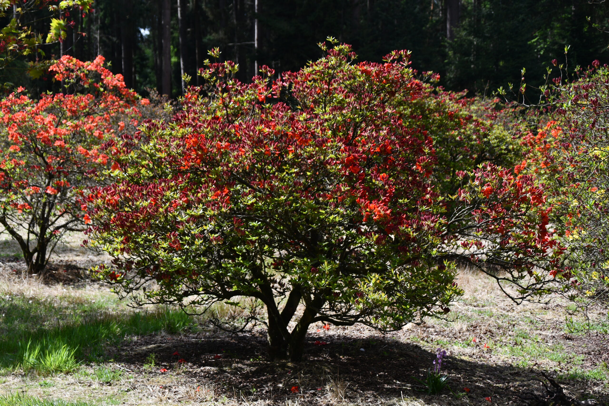 schöner roter Rhododendron-Strauch im Rhododendronpark Hobbie